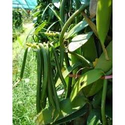 Bibit Vanili 1 meter sulur - Bibit vanili Unggul Per meter siap tanam