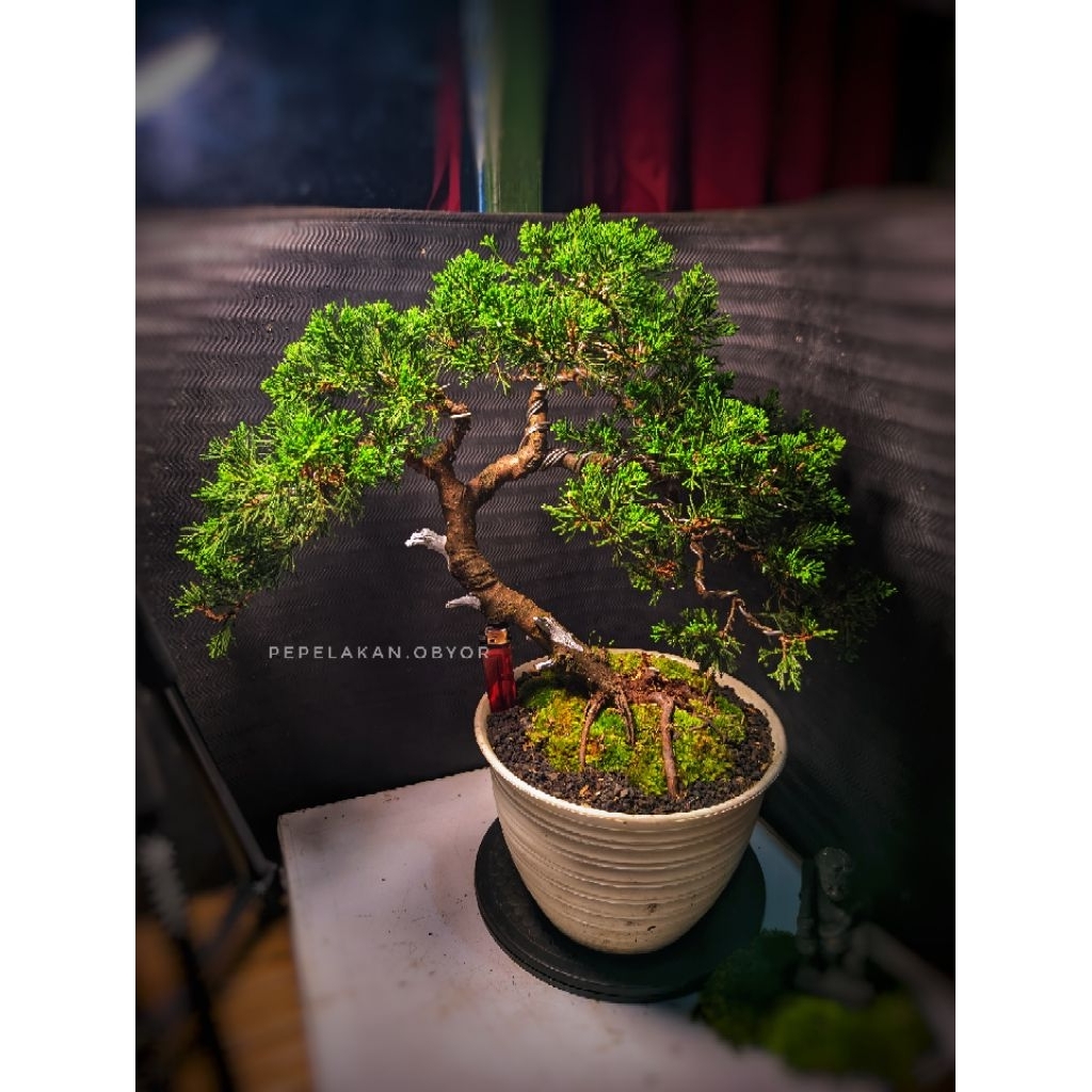 Bonsai Cemara Sinensis Green REALPICT Bonsai Cemara Chinensis Green Siap Pajang