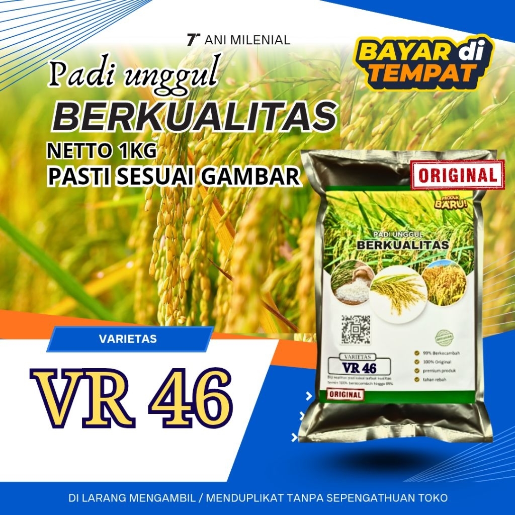 PADI UNGGUL VR 46 PADI UNGGUL BERKUALITAS TINGGI VR46 KEMASAN