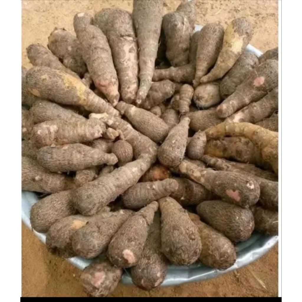 Talas Bogor mentah 1kg