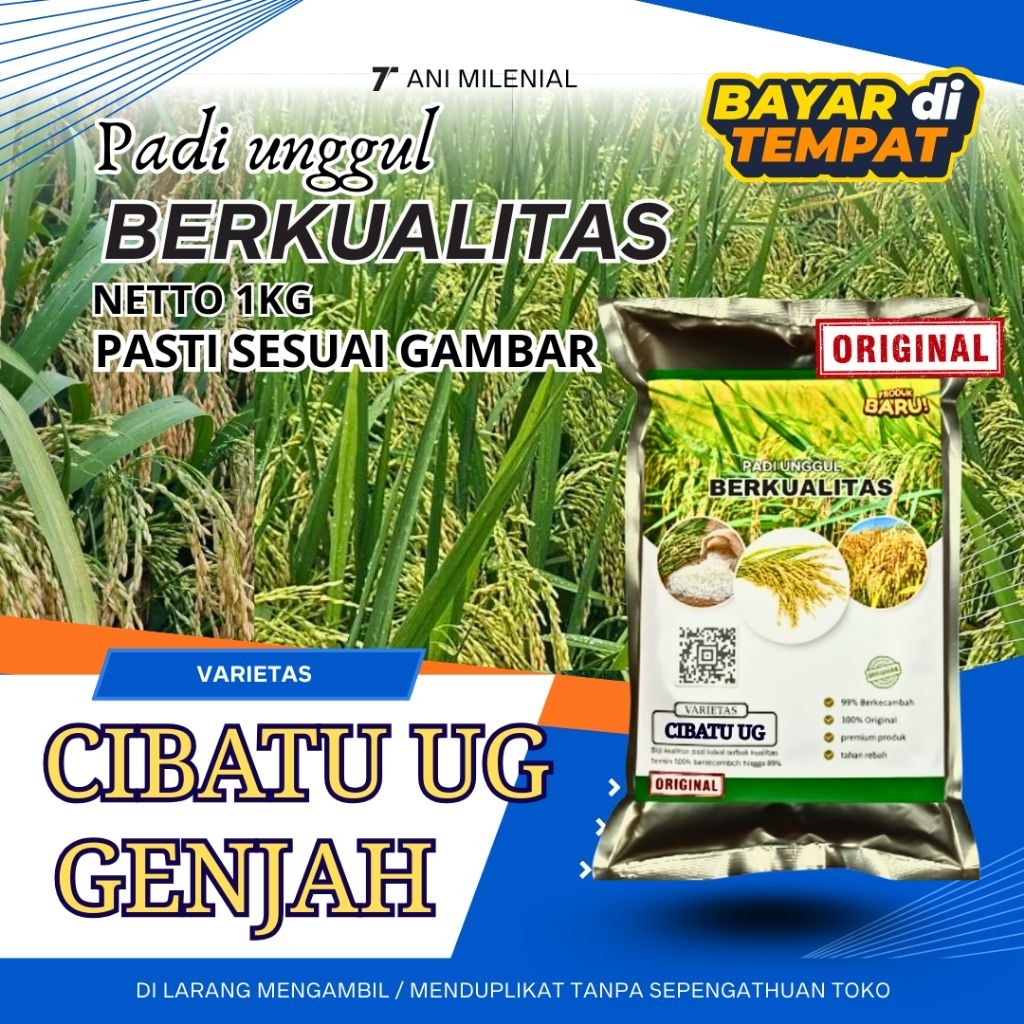 benih bibit padi cibatu ultra genjah original