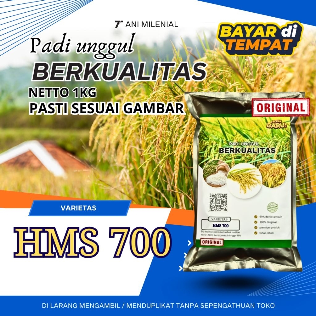 PADI UNGGUL HMS 700 PADI UNGGUL BERKUALITAS TINGGI