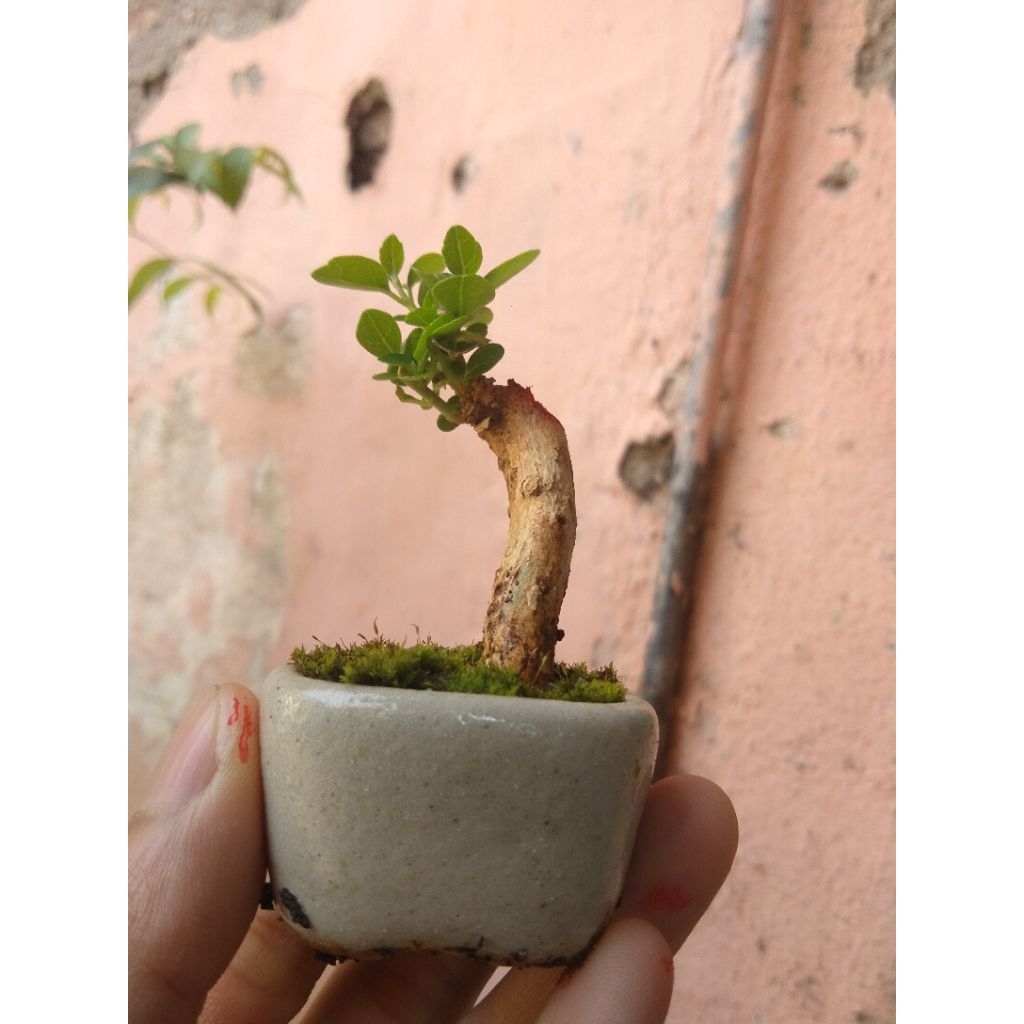 bonsai mini shito mame minion