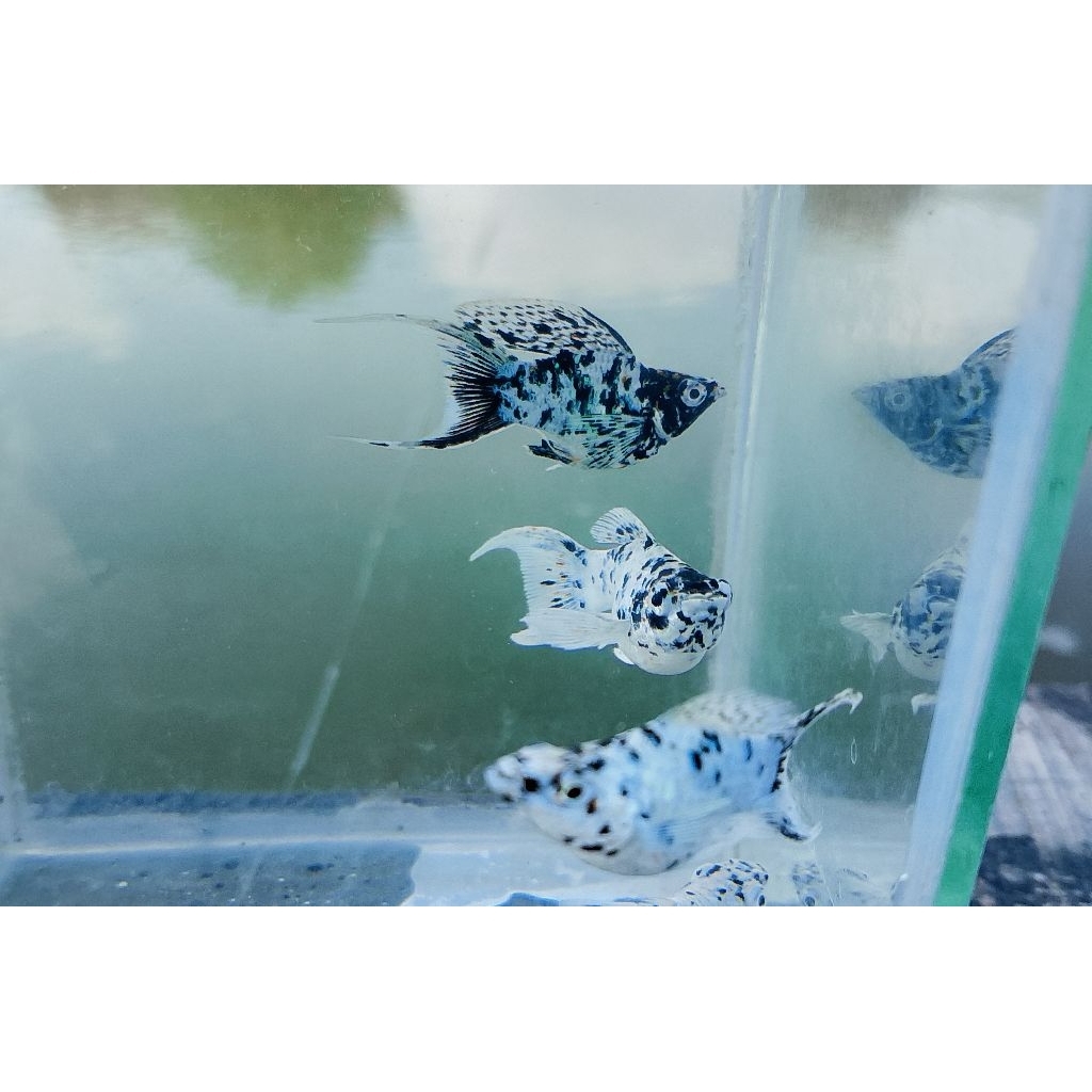 souvenir MOLLY PLATINUM MARBEL LYRETAIL (PAKET SEPASANG)