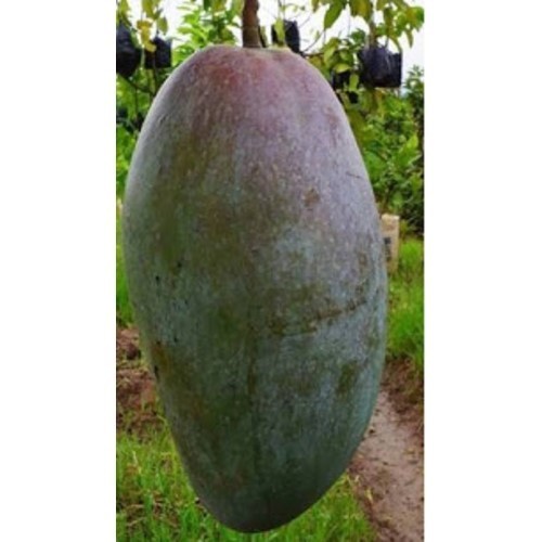 Bibit Buah Mangga Kiojay |Buah Mangga |Bibit Buah