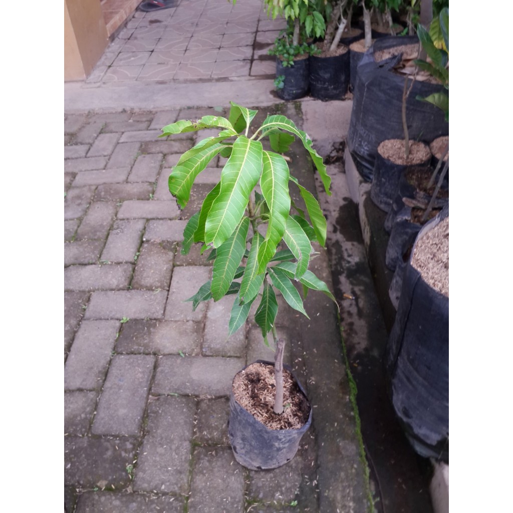 Bibit Buah Mangga Okyong |Buah Mangga |Bibit Buah