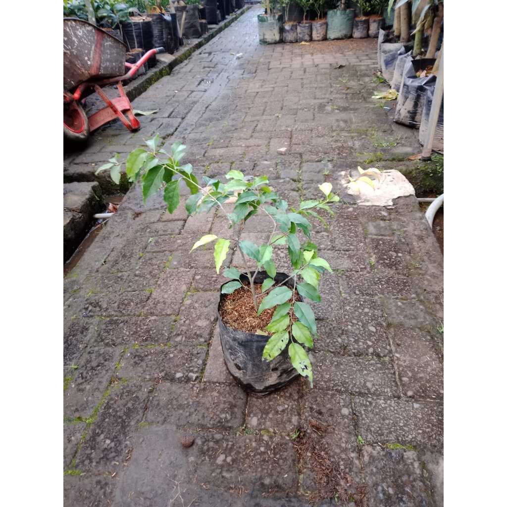 Bibit buah plum aussie |Buah Plum |Bibit buah