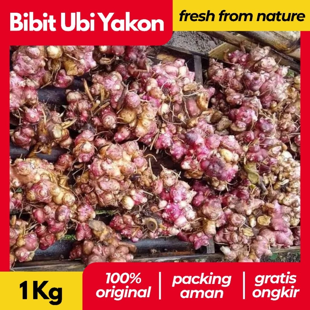 Rimpang/Bibit Ubi Yakon 1 Kg
