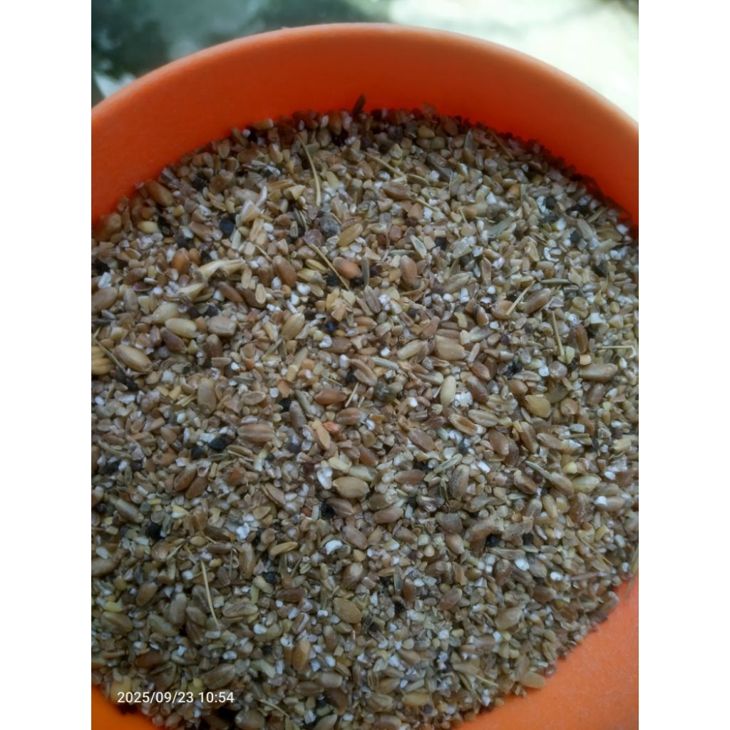 Menir gandum spek pakan ternak