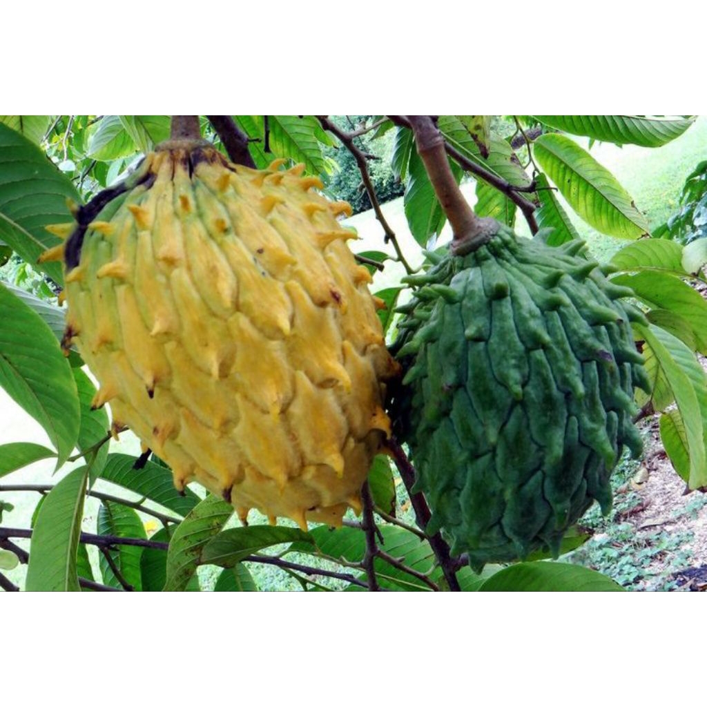 Bibit Buah Unggulan Srikaya Langka Super Jumbo Nanas Biriba Amerika Selatan 100% Original Rasa Buah 