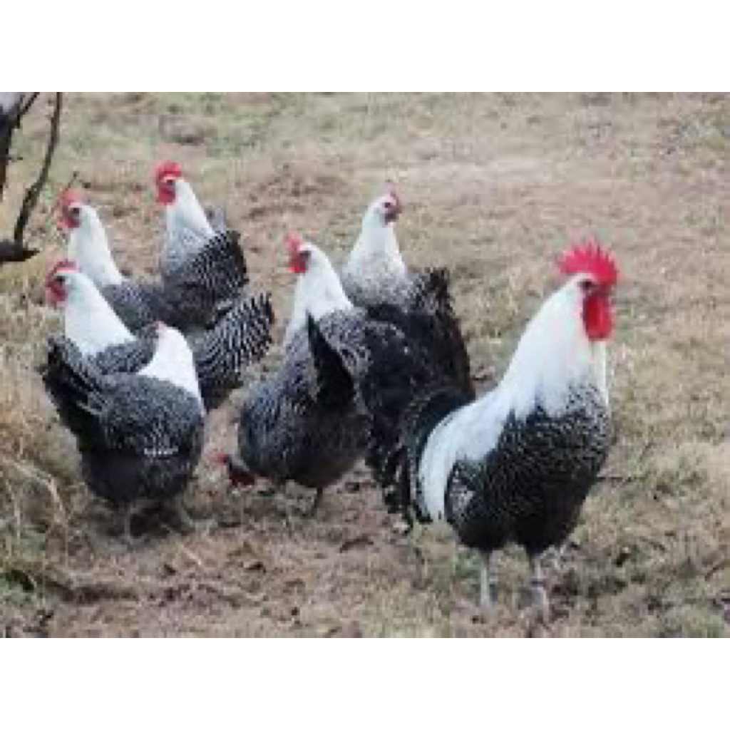 TELUR FERTIL AYAM ARAB UNTUK DITETASKAN