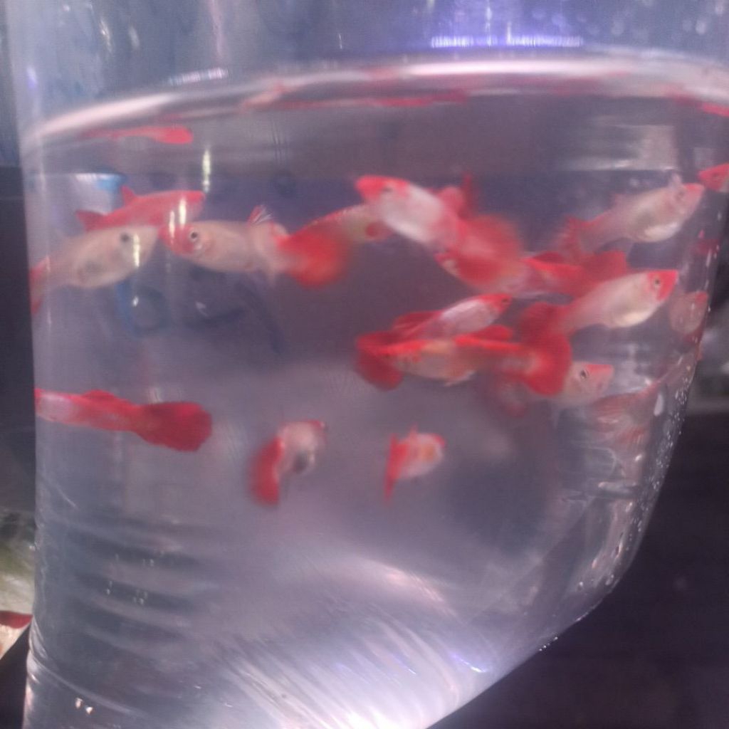 GUPPY PLATINUM KOI 10 PASANG ( 20 EKOR ) JANTAN BETINA