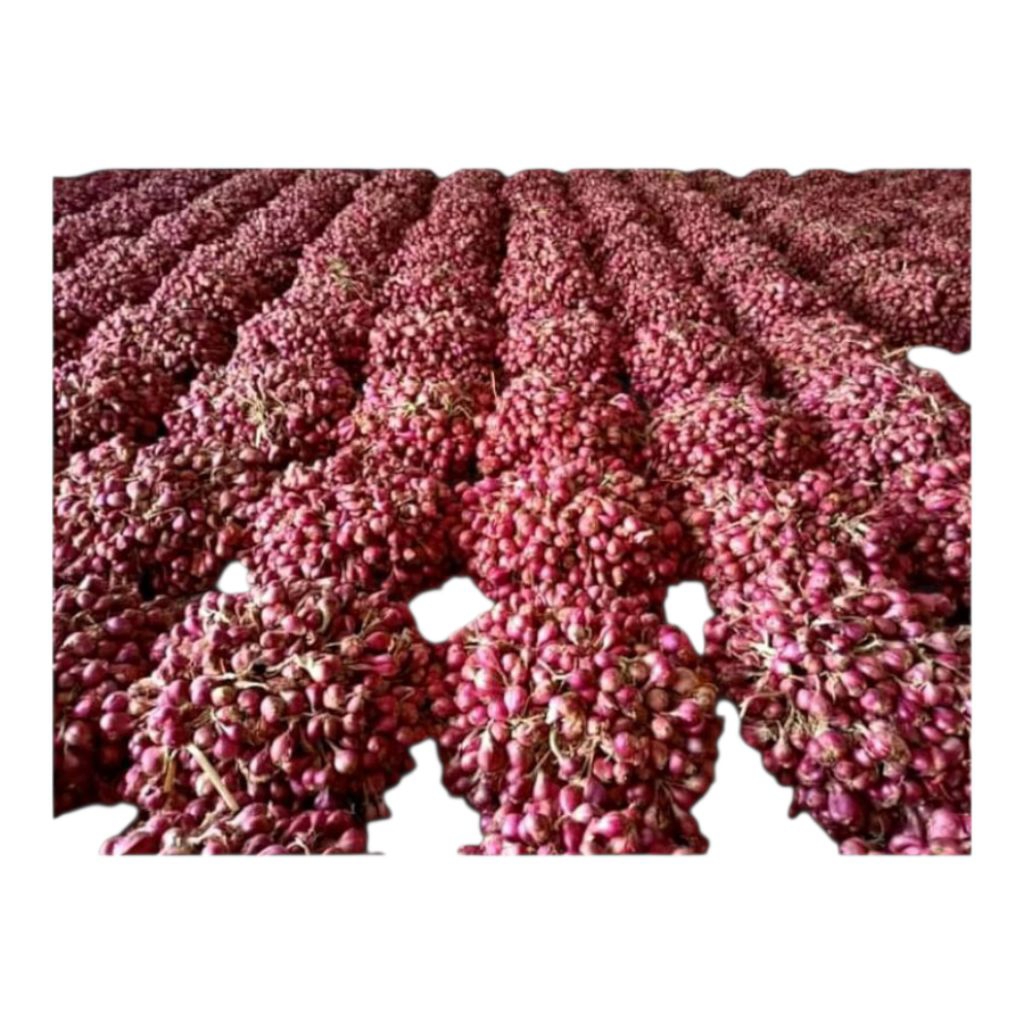 Bibit Berat 5Kg Bawang Merah Kawak Brebes Siap Tanam dan Tumbuh Onion Ubi Organik Tanaman Bergaransi