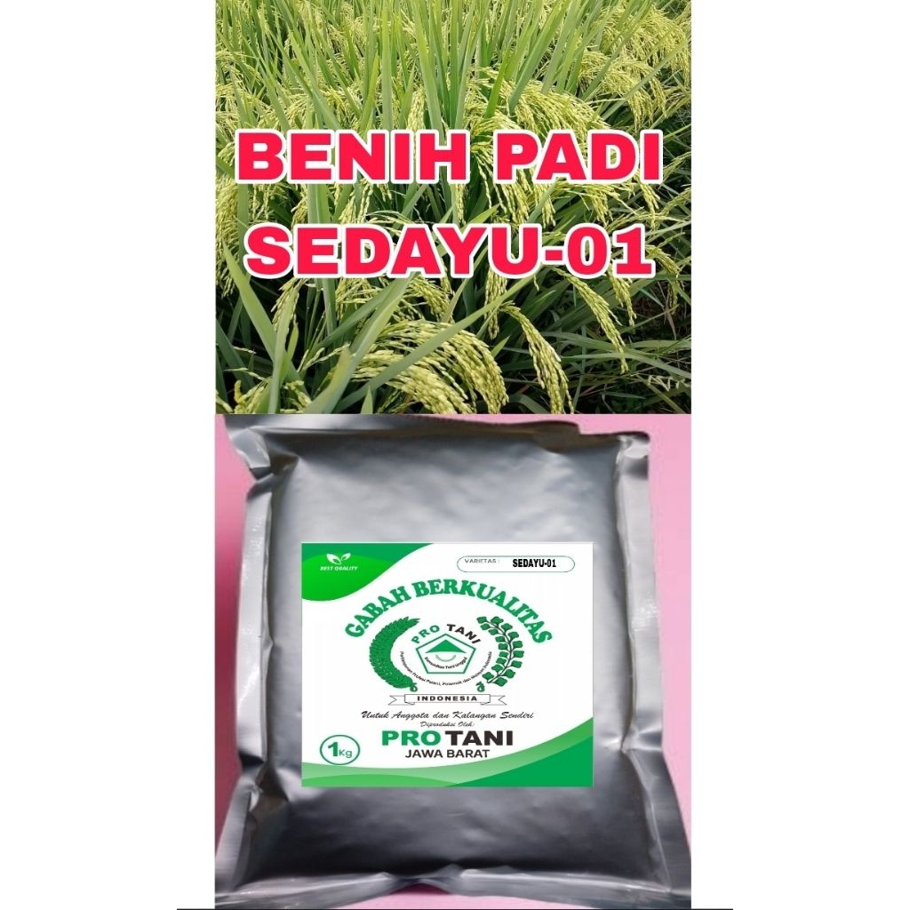 BENIH PADI 1KG SEDAYU-01 ORI 100% GABAH BERKWALITAS LABEL PUTIH