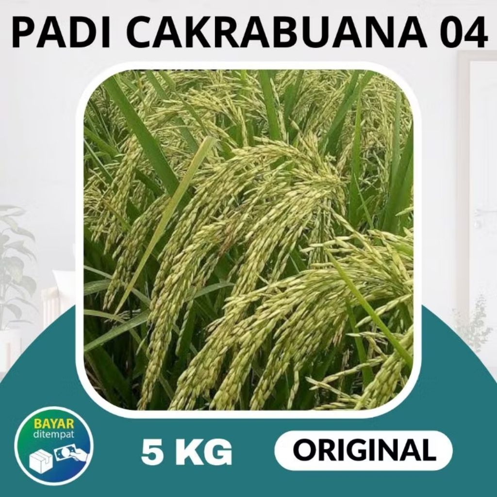 BENIH PADI CAKRABUANA 04 ORIGINAL 5KG