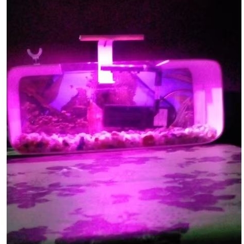 lampu led aquarium mini 5v pink ungu 8mata