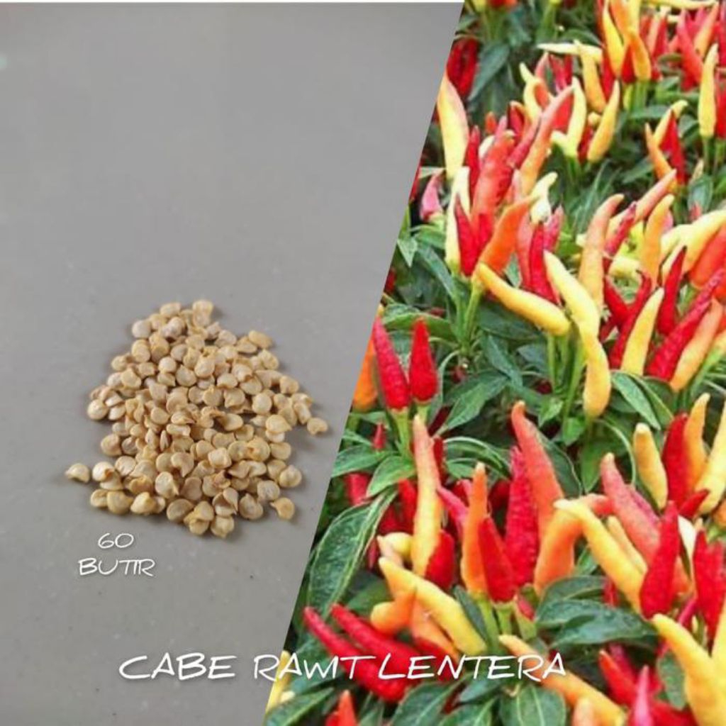 benih biji cabe rawit lentera f1 isi 60 butir