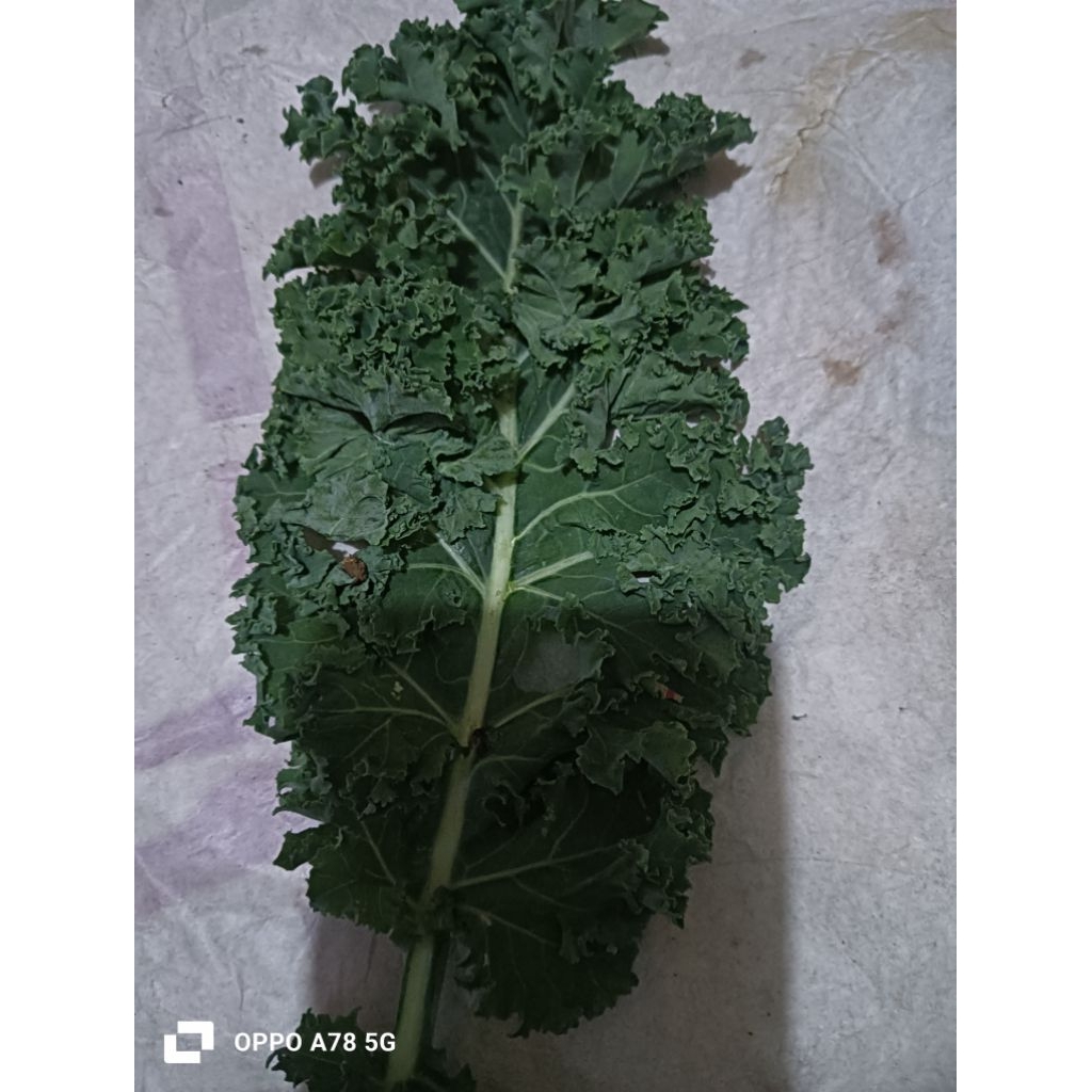kale Curly/kale kriting