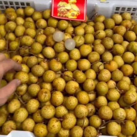 Buah Klengkeng Bangkok Per 1 bok krat