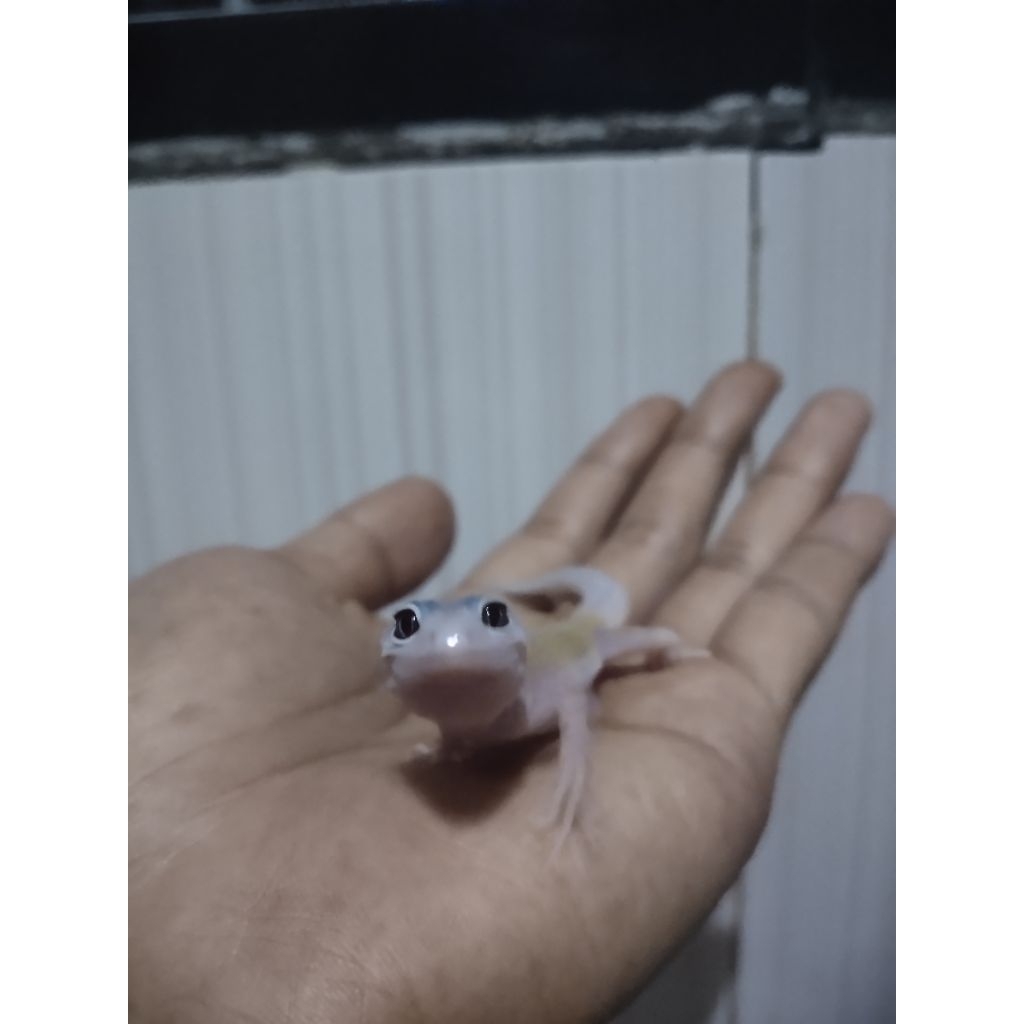 Mainan Gecko blizzard ph db
