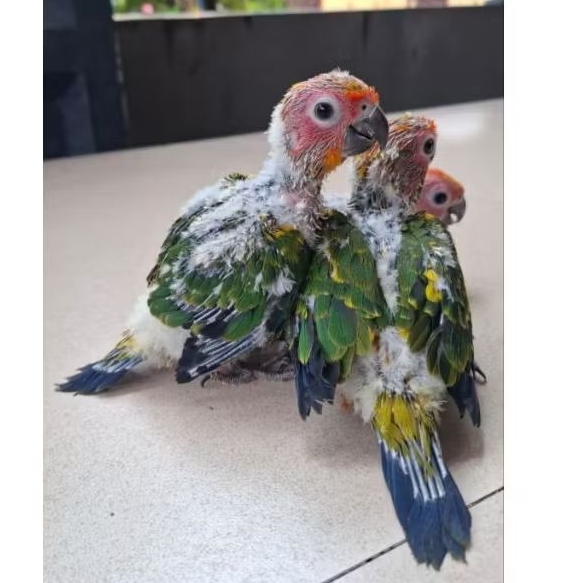BABY SUNCONURE LOLOHAN BURUNG SUNCONURE
