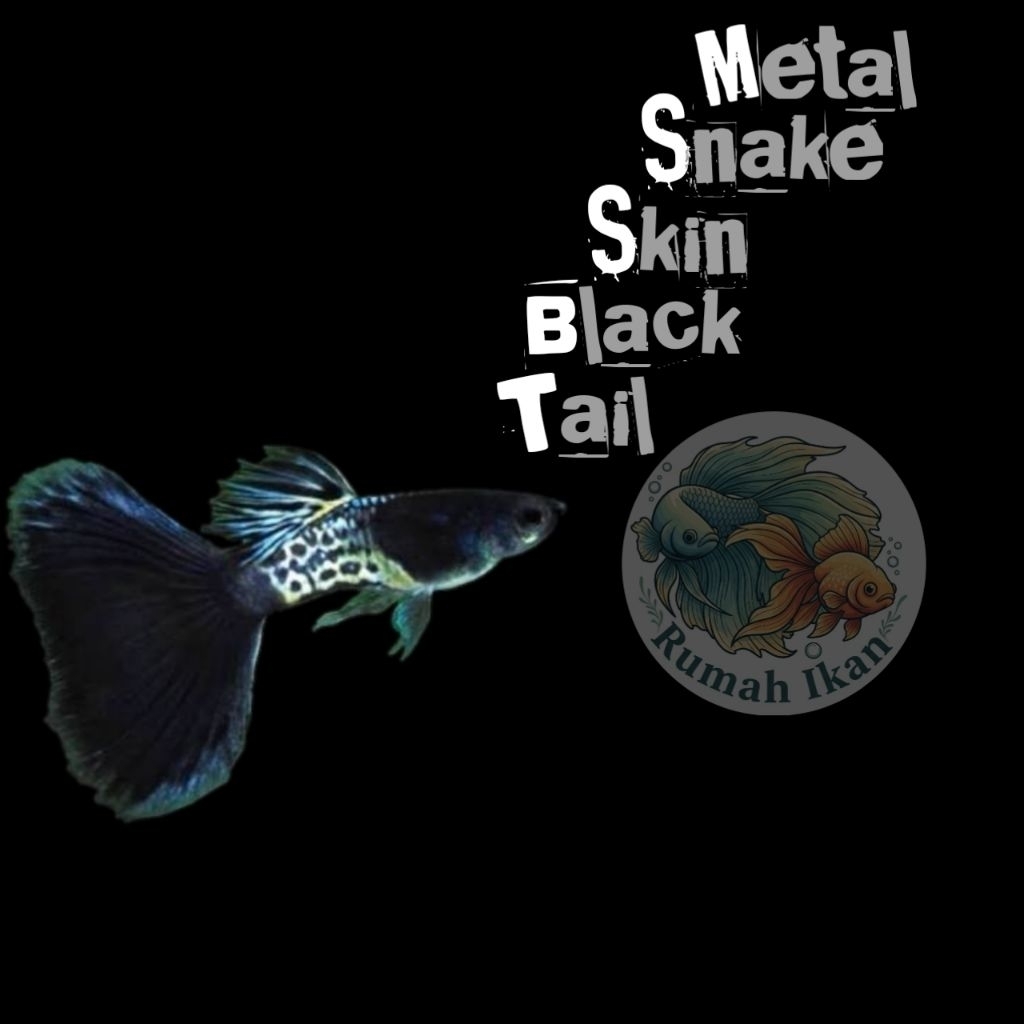 Hiasan aquarium guppy mssbt