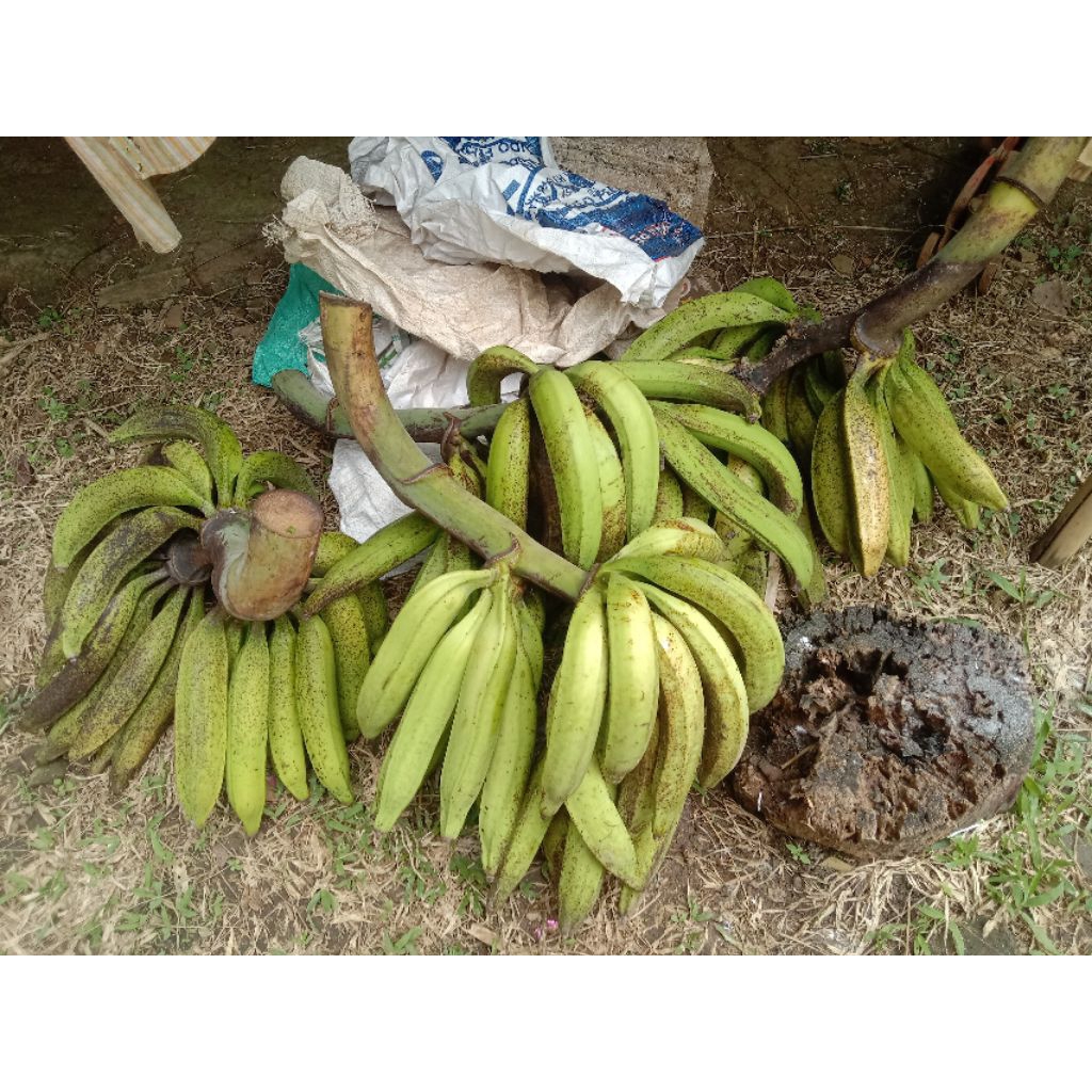pisang tanduk madu super
