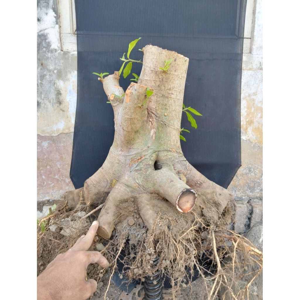 Bahan bonsai loa jumbo real pict