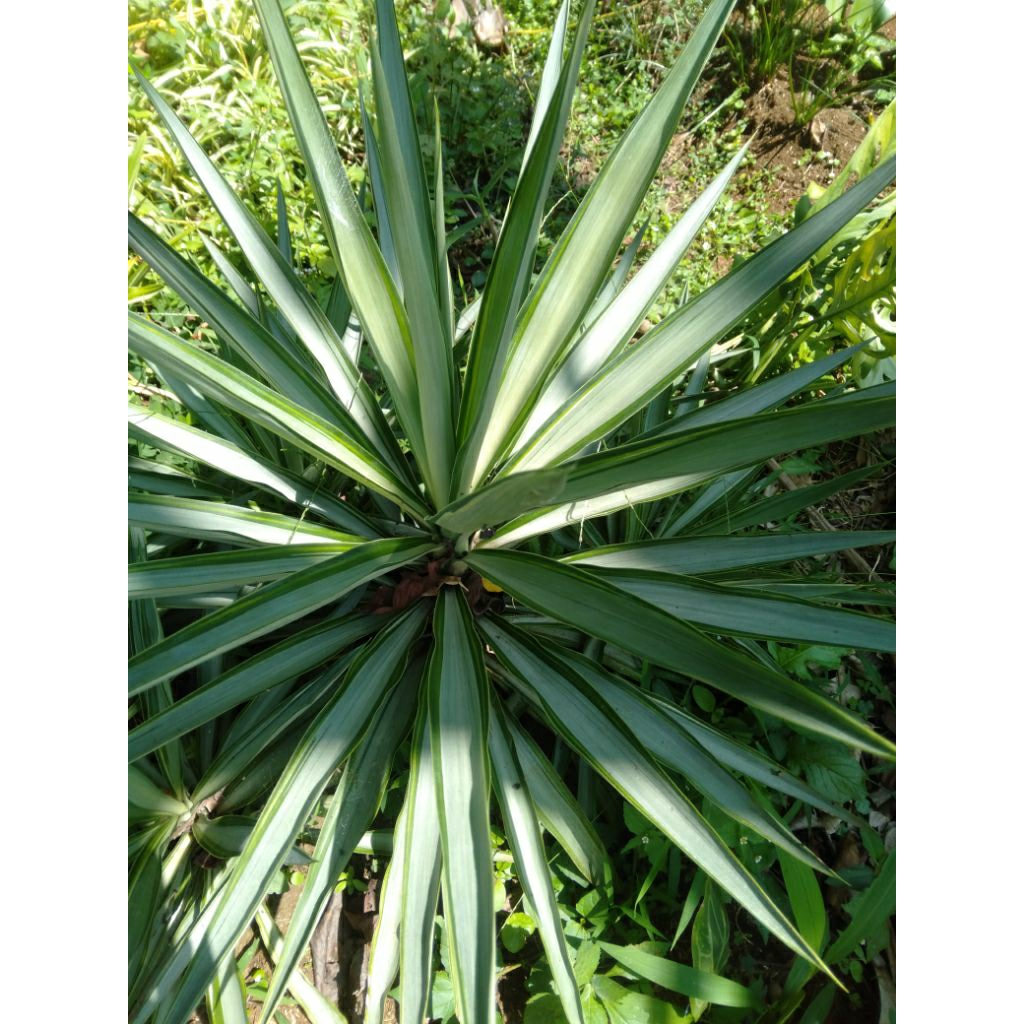 tanaman hias yucca varigata