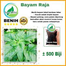 Benih Bayam Raja Lokal Bayam Petik Bayam Daun Lebar Kemasan Ekonomis