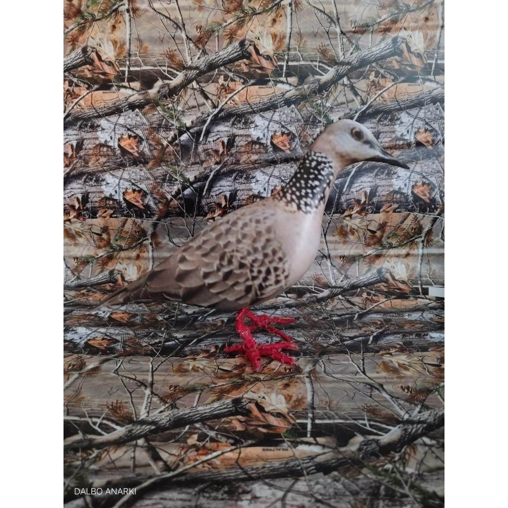 Jontrot Pikat Tekukur / Patung Dekoy Tekukur