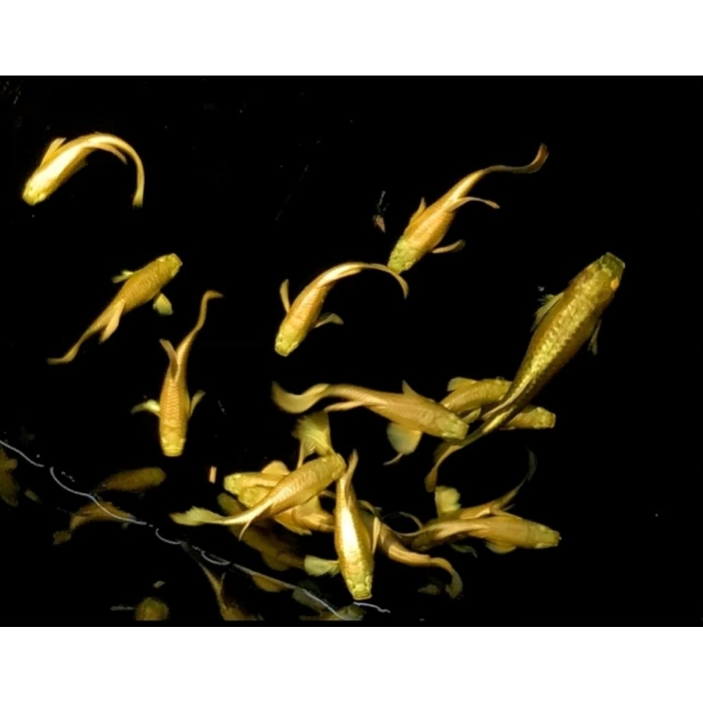 Guppy Full Gold Line Vietnam Satu Pasang Size Indukan Hiasan Aquarium |Ikan Hias Bozz Louhan|