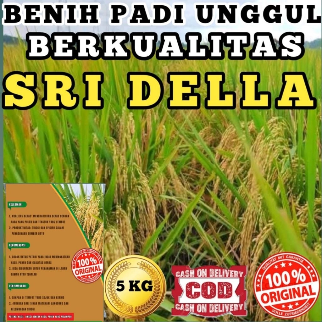 BENIH BIBIT PADI SRI DELLA SUPER UNGGUL ORIGINAL KEMASAN 5KG