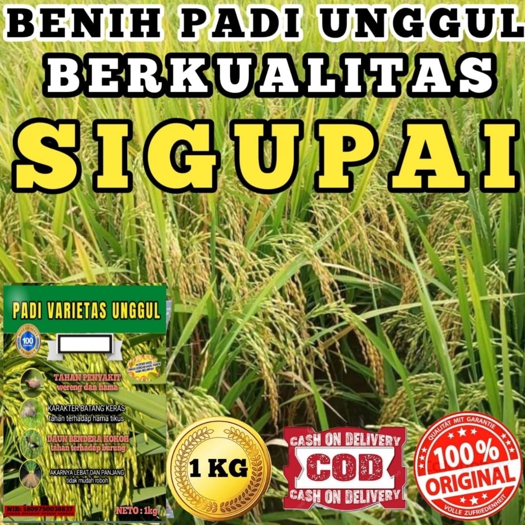 BENIH BIBIT PADI UNGGUL SIGUPAI-U12 KUALITAS TERBAIK KEMASAN 1KG