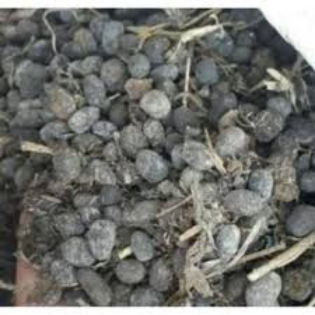 kohe kambing ukuran karung 10 kg