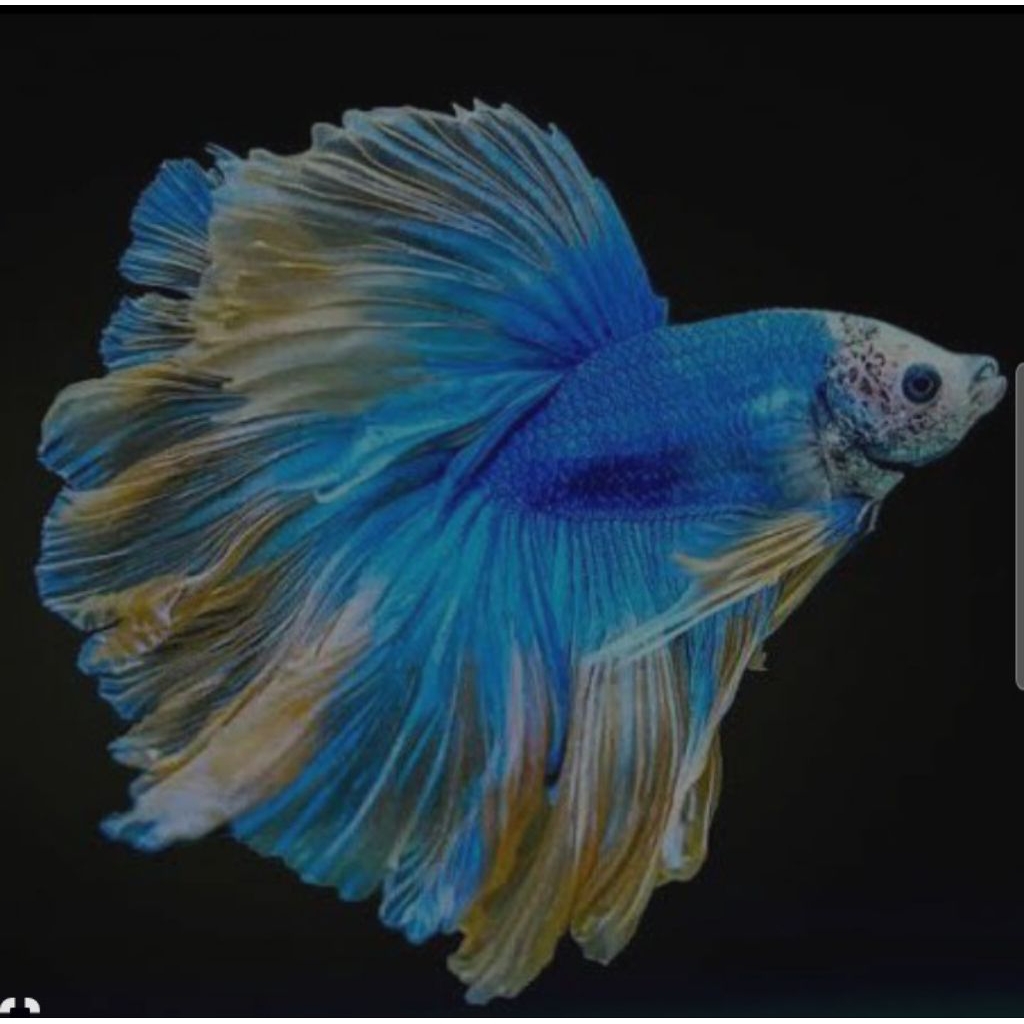 cupang halfmoon rostail hiasan rumah