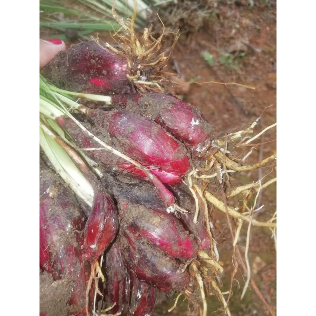 bawang dayak bawang jamu 1kg