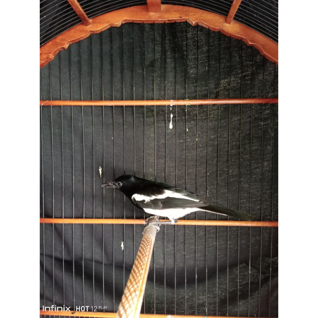 burung kacer bahan vore total