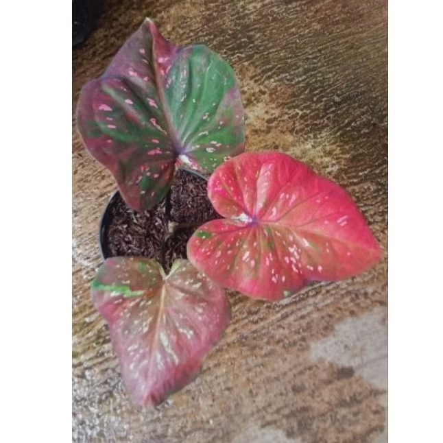 CALADIUM/KELADI HYBRID ORI BIJI SESUAI FOTO