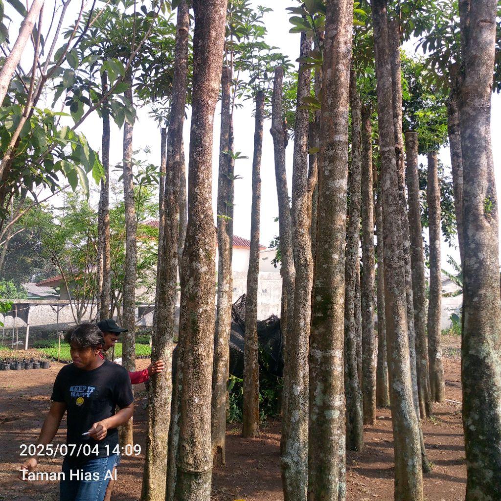 Tanaman hias pohon pule/pulay besar tinggi 5 meter