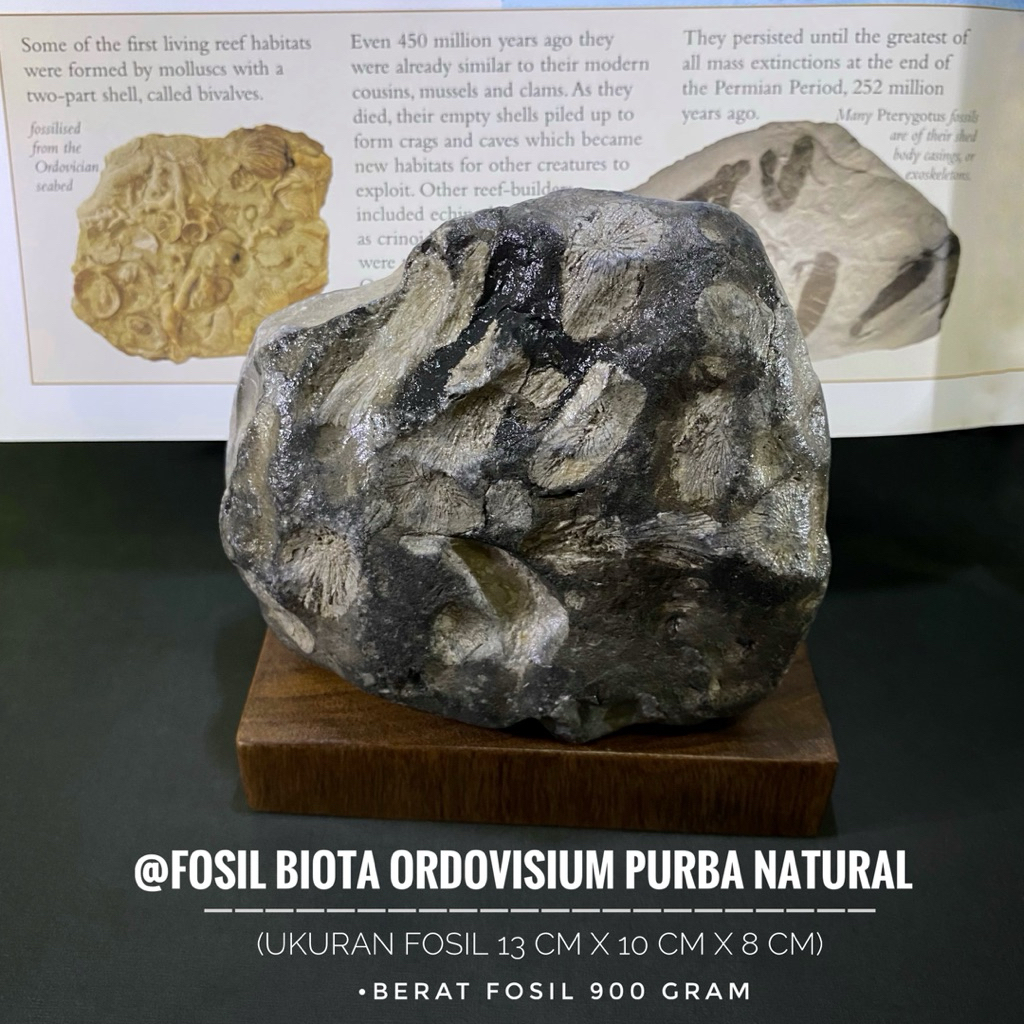 Bongkahan Fosil Biota Ordovisium Natural atau Fosil Ordovician Purba atau Fosil Temuan