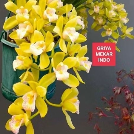 Anggrek Tanah Cymbidium wangi ( id. Sarah Jean )