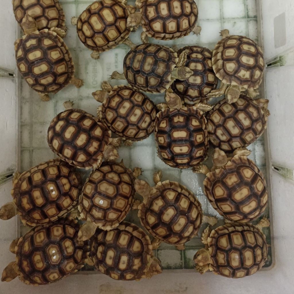 Kura Darat | Sulcata CB Indo Uk 7-9 cm Grade A