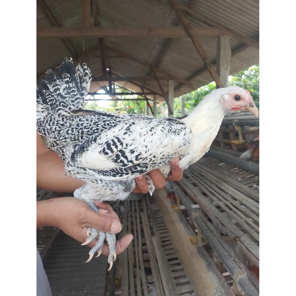 Ayam petelur arab betina Usia 4 bulan
