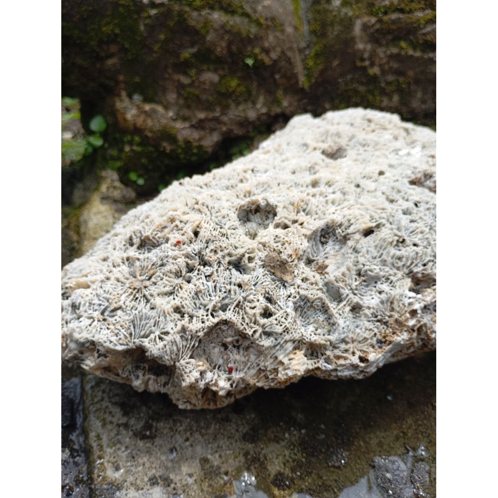 Batu Karang Putih Besar karang pantai untuk dekorasi ikan hias akuarium dan taman