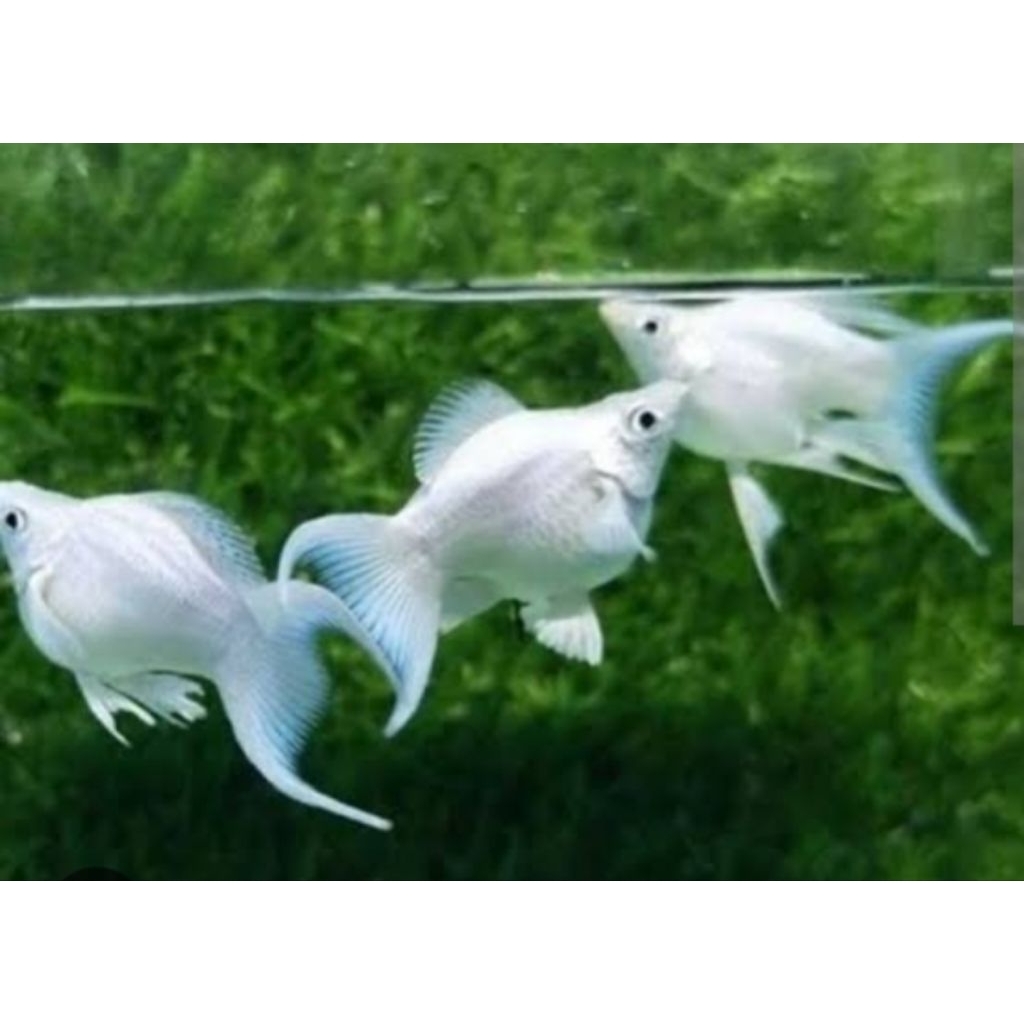 Ikan Hias Molly Balon Platinum Hiasan Aquarium |Ikan Hias Bozz Louhan|