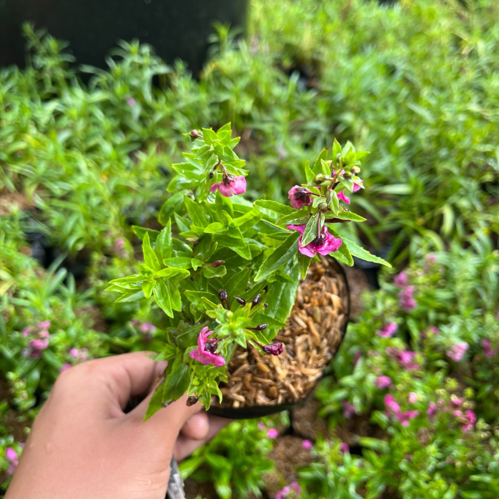 TANAMAN HIAS BUNGA LAVENDER || BUNGA LAVENDER