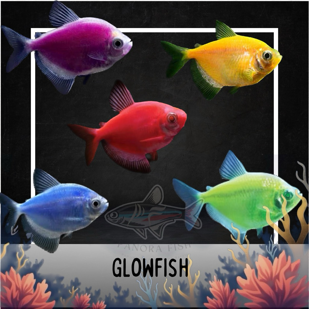 hiasan aquarium glow fish