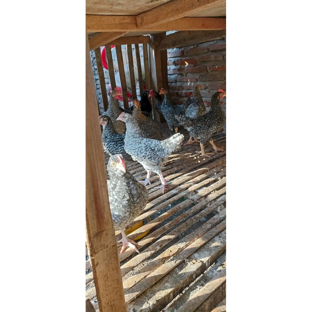 AYAM KUNTARA 4 ( 1 JANTAN 4 BETINA) USIA 3 BULAN