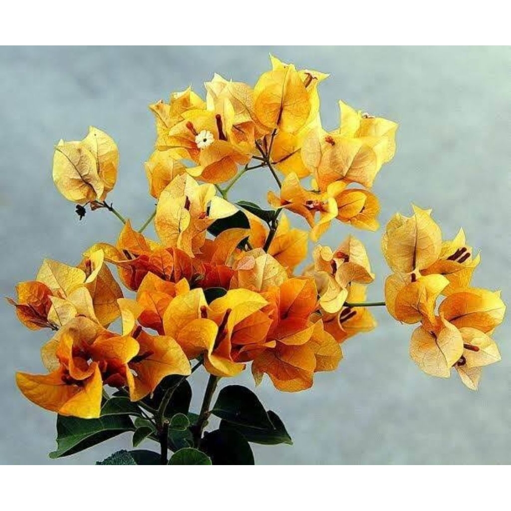 BUGENVILLE BUNGA KERTAS KUNING-TANAMAN HIAS BUGENVILLE  KUNING